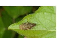 Aphrophora alni