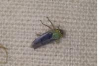 Cicadella viridis