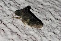 Ledra aurita