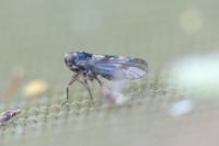 Delphacodes mulsanti