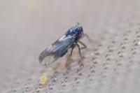 Delphacodes mulsanti