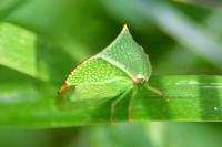 Stictocephala alta