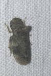 Ledra aurita