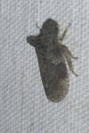 Ledra aurita