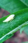 Graphocephala fennahi