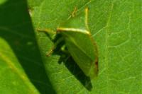 Stictocephala alta