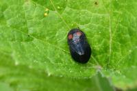 Penthimia nigra