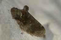 Ledra aurita