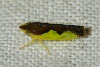 Platymetopius