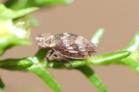 Ulopa reticulata