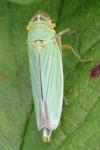 Cicadella viridis
