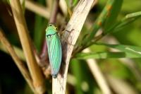 Cicadella viridis