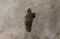Ledra aurita