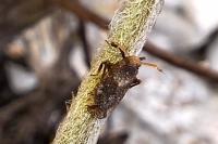 Asiraca clavicornis