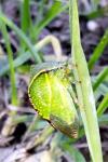 Stictocephala alta
