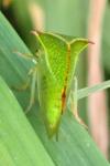 Stictocephala alta