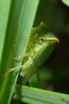 Stictocephala alta