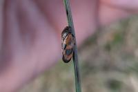 Haematoloma dorsata