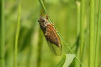 Cicadetta montana/petryi/cantilatrix