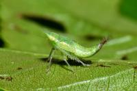 Fieberiella florii