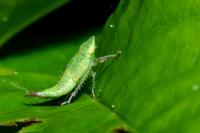 Fieberiella florii