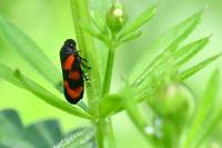 Cercopis vulnerata