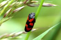 Cercopis vulnerata