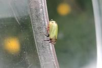 Tettigometra