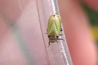 Tettigometra