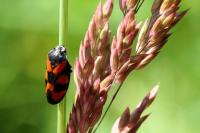 Cercopis vulnerata