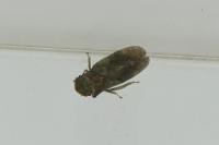 Ledra aurita