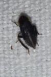 Euscelis incisa