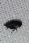 Euscelis incisa