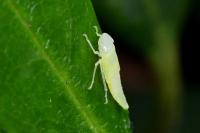 Graphocephala fennahi