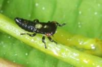 Rhytidodus decimusquartus