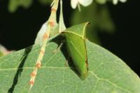 Stictocephala alta