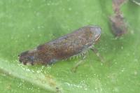 Fieberiella florii