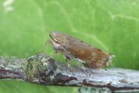 Fieberiella florii