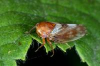 Oncopsis alni