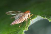 Oncopsis alni