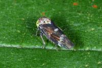 Acericerus ribauti