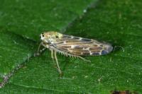 Lamprotettix nitidulus