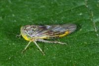 Idiocerus stigmaticalis