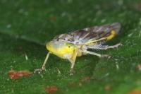 Idiocerus stigmaticalis