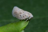 Metcalfa pruinosa