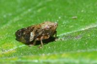 Aphrophora alni