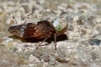 Acericerus ribauti