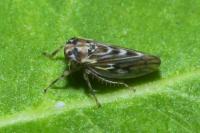 Agallia