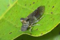 Ledra aurita