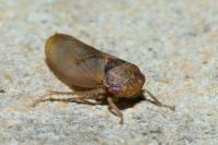 Iassus lanio